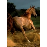 Galoppierender brauner Araber - Magie der Pferde