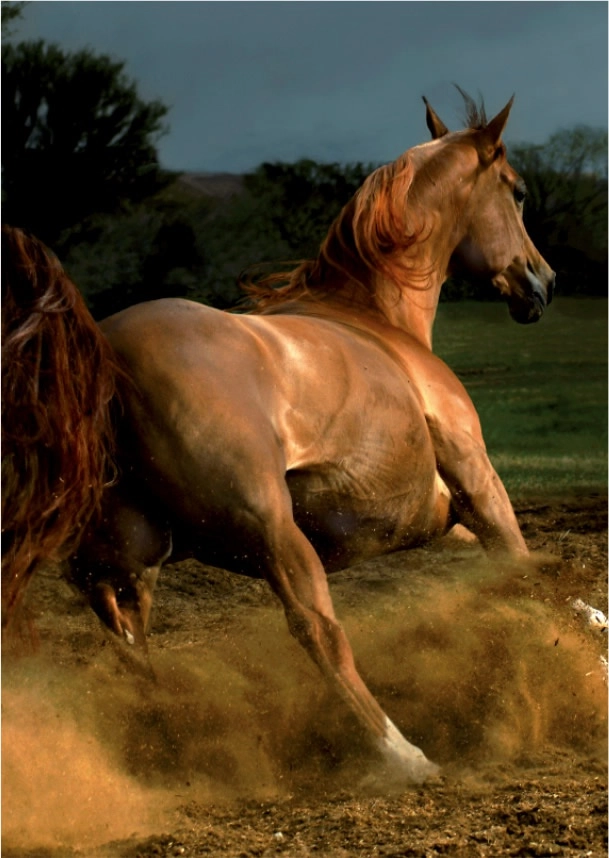 Galoppierender brauner Araber - Magie der Pferde