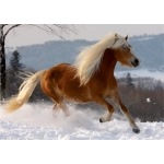 Galoppierender Haflinger -  Magie der Pferde