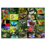 Collage - Schmetterlinge