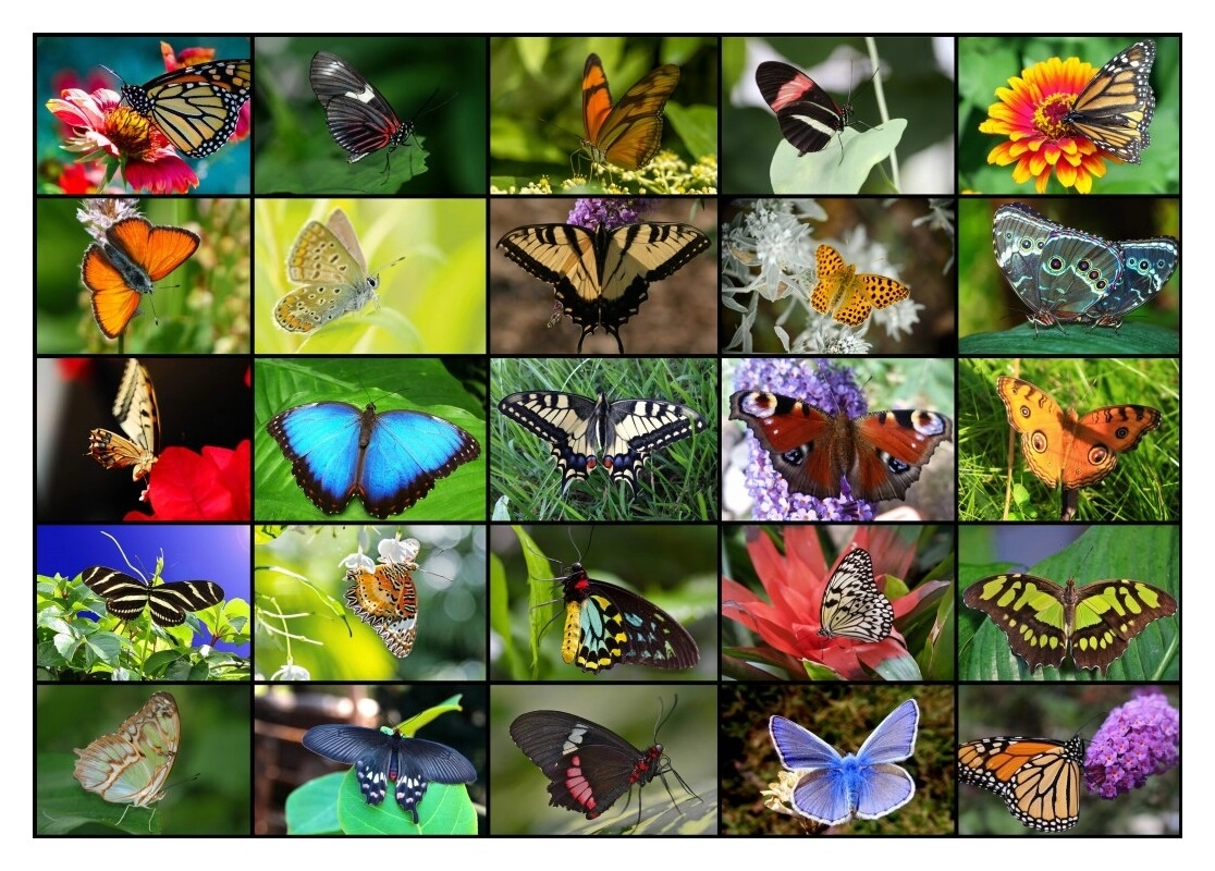 Collage - Schmetterlinge