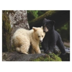 Bear Buddies