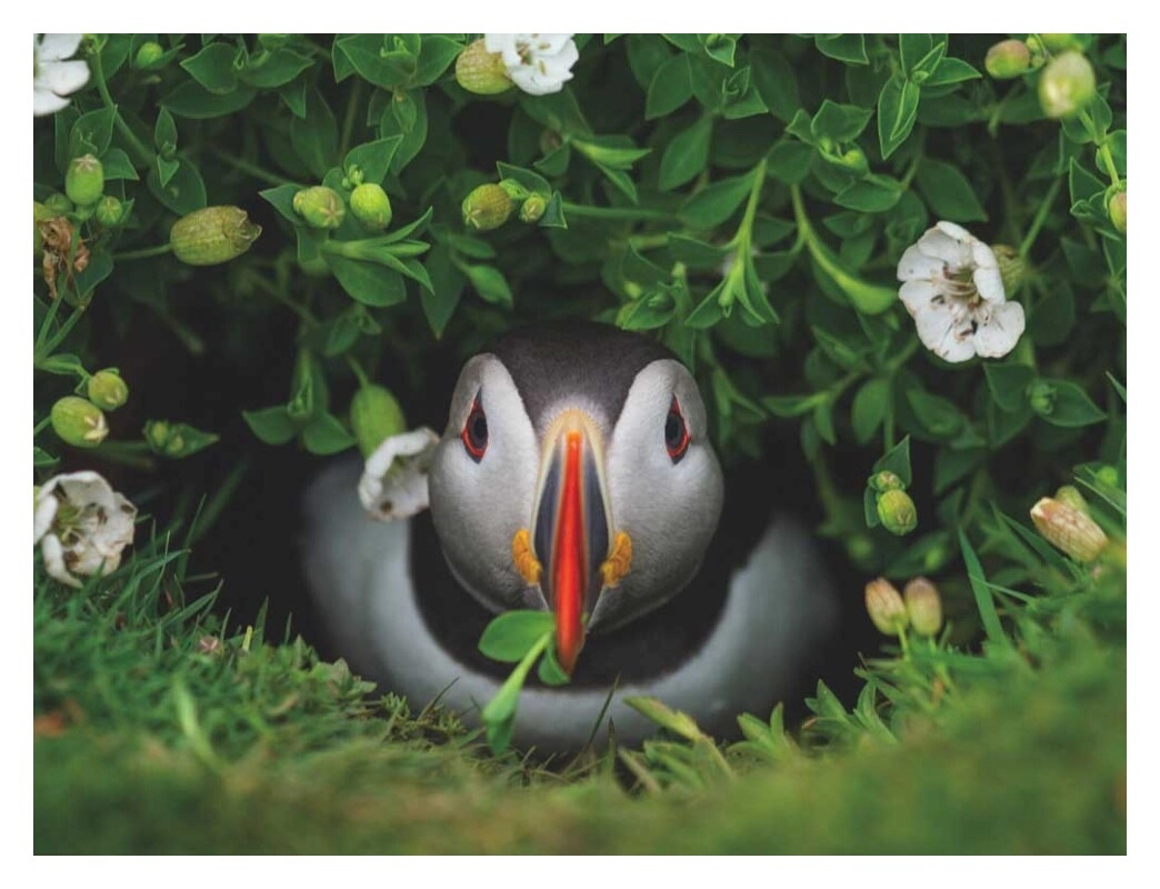 Puffin Chick
