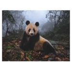 Giant Panda