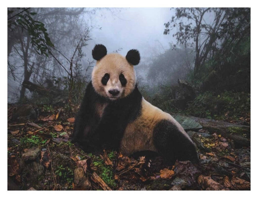 Giant Panda