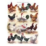 Poules - Poultry