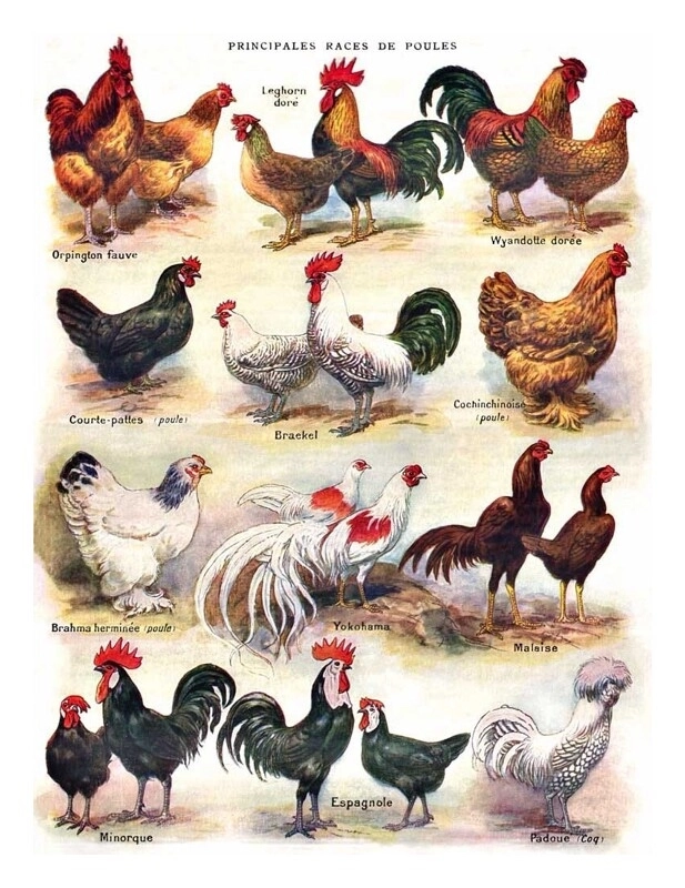 Poules - Poultry