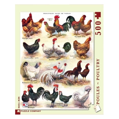 Poules - Poultry