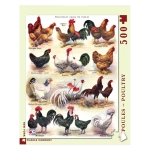 Poules - Poultry