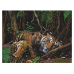 Mother Tiger and Cub