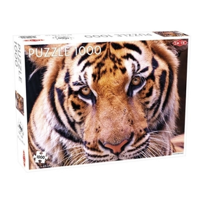 Tiger-Porträt