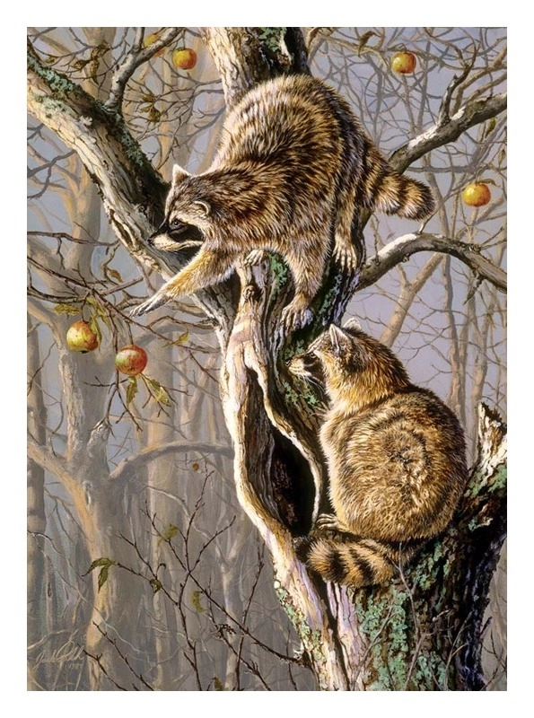 Ringtail Raiders