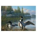 Common Loons