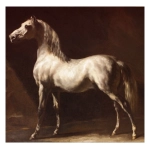 Cheval Arabe Gris-Blanc - Théodore Géricault