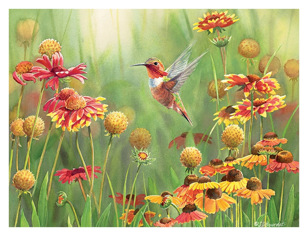 Rufous Hummingbird