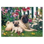 Pug Family