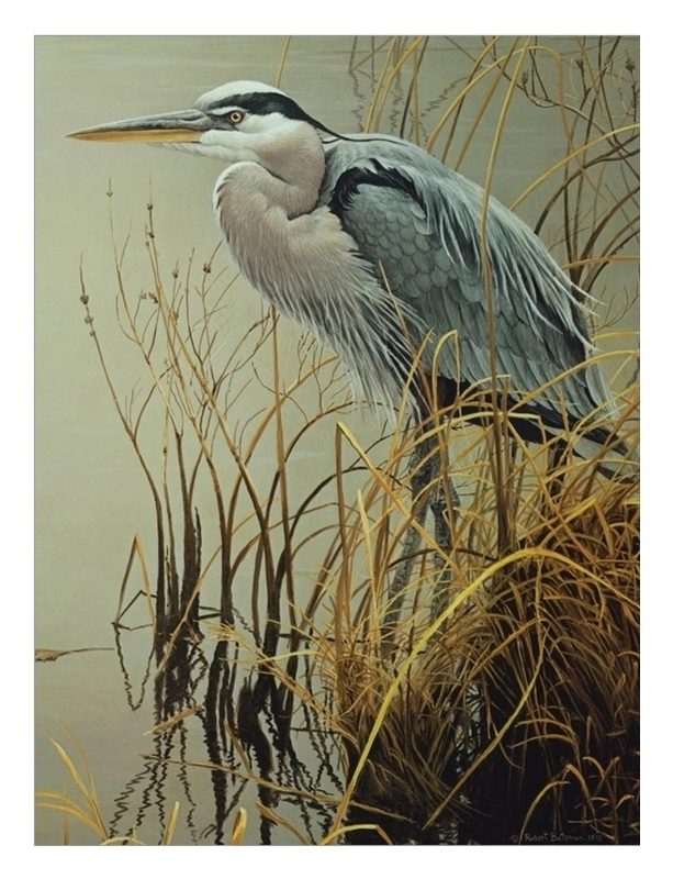 Great Blue Heron