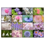Collage - Frühlingsblumen