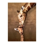 Kuss der Giraffenmutter