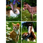 Tiere auf der Wiese - Kaninchen - Esel - Katze - Pferd