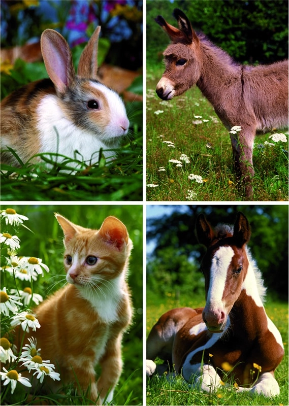 Tiere auf der Wiese - Kaninchen - Esel - Katze - Pferd