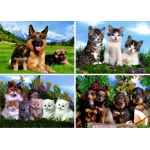 Tierfamilien Hunde und Katzen