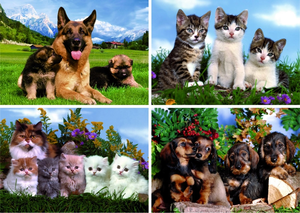 Tierfamilien Hunde und Katzen