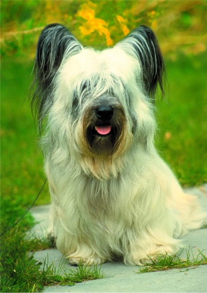 Hund - Wo seid ihr?