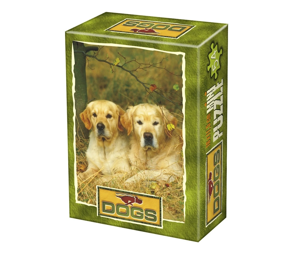 Labrador Hundepaar