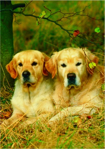 Labrador Hundepaar