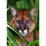 Puma im Versteck