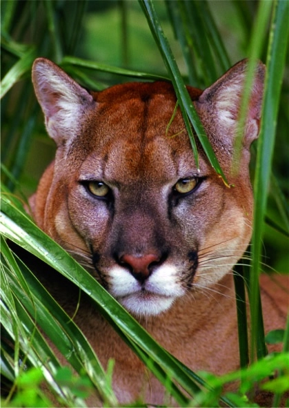 Puma im Versteck