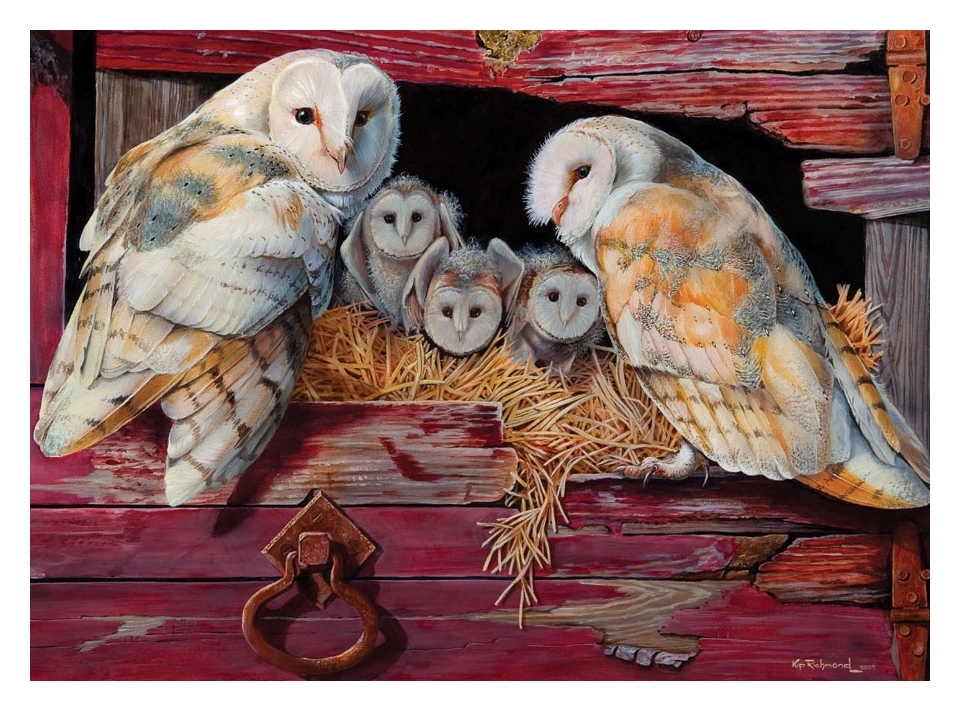 Barn Owls