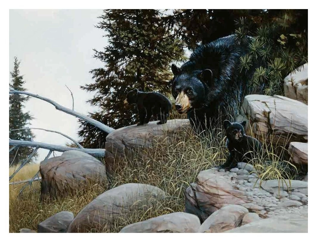 Black Bear Familiy