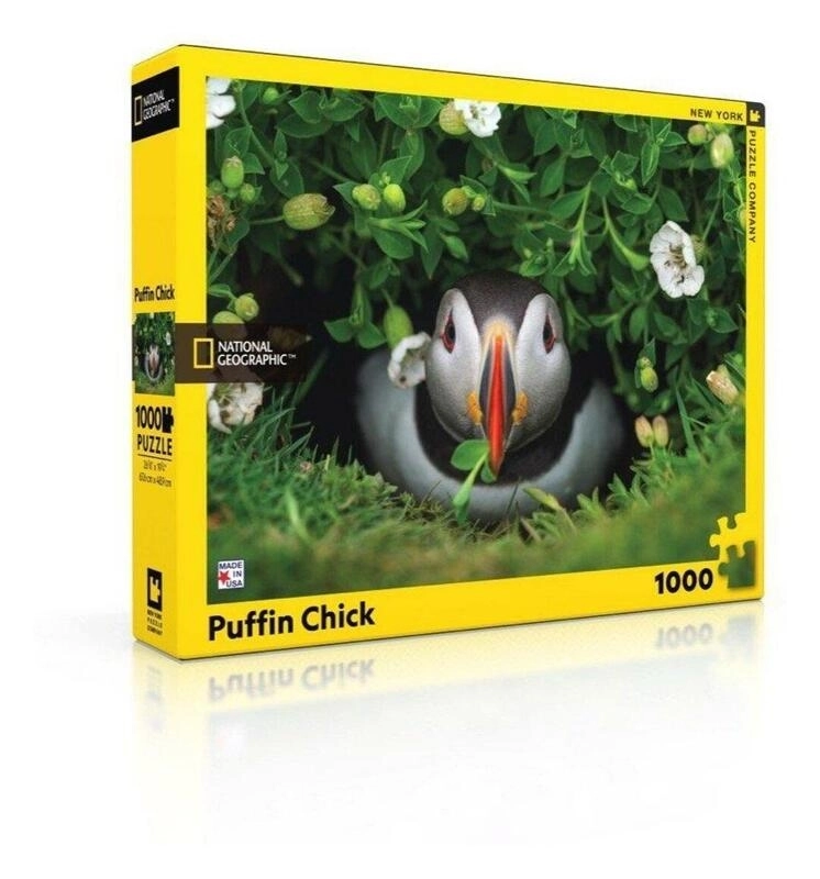 Puffin Chick