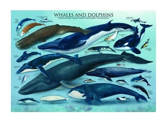 Delfine und Wale