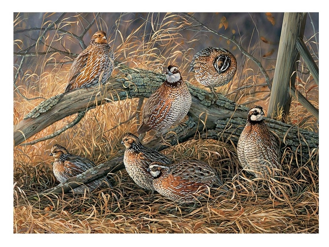 Quail