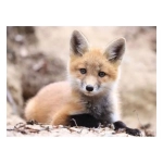 Little Fox