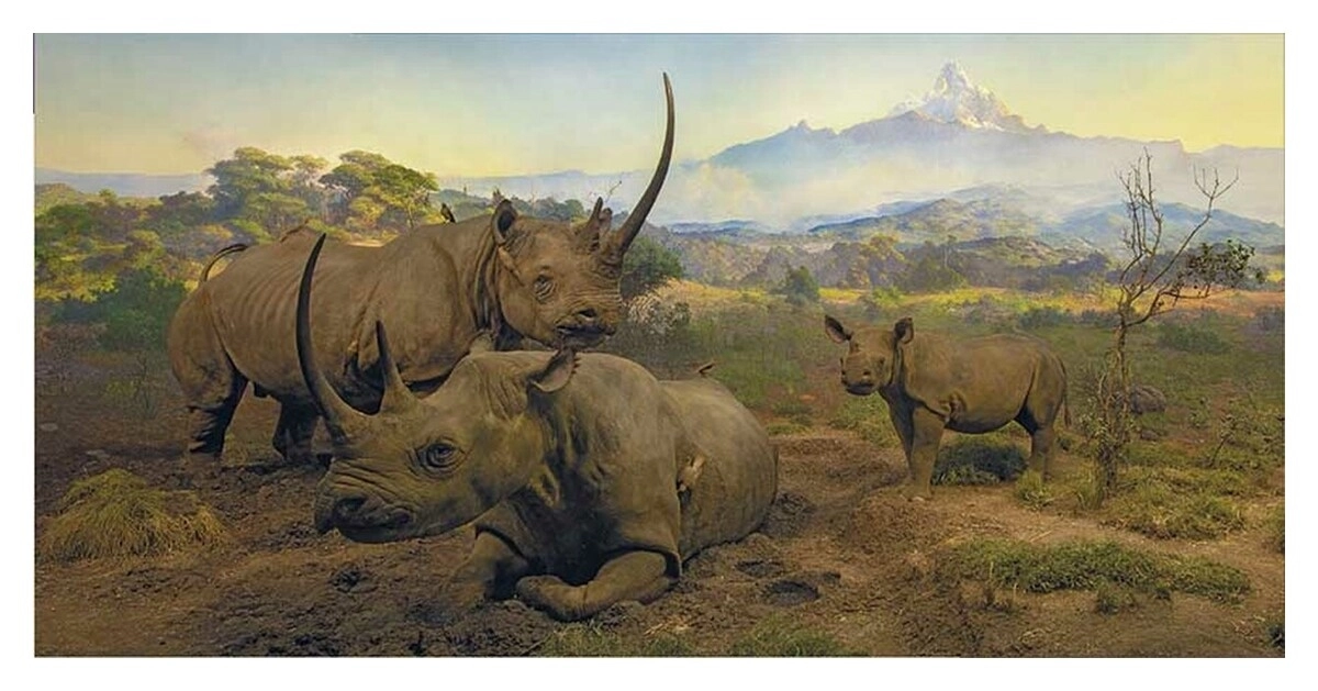 Black Rhinoceros Diorama - Northwestern Slope of Mount Kenya - Kenya