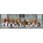 Beagles