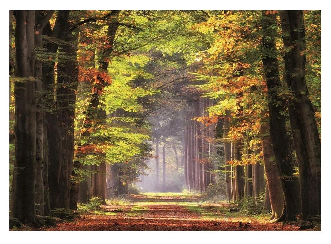 Herbstweg durch Wald