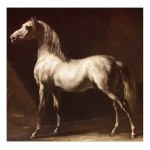Cheval Arabe Gris-Blanc - Théodore Géricault