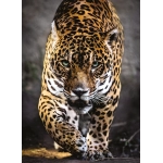 Walk of the Jaguar