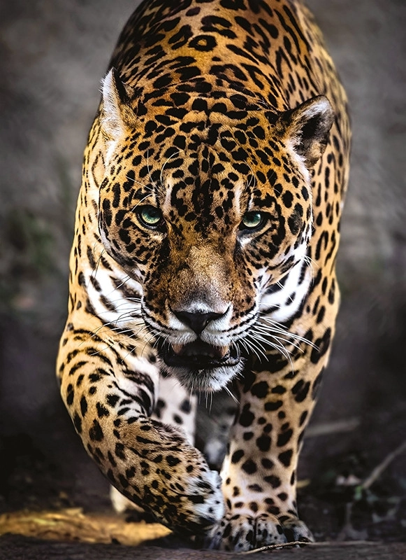 Walk of the Jaguar