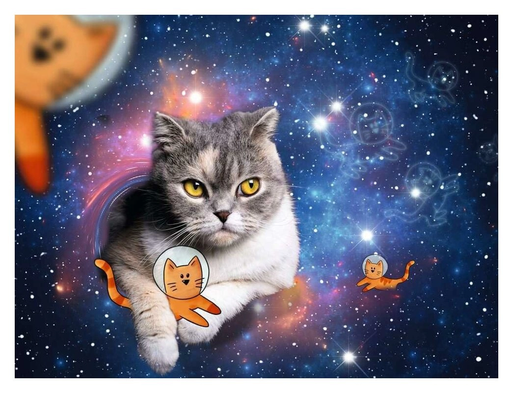 Katzen fliegen im Weltall