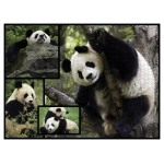 Pandas - Wilde Geschichten - WWF
