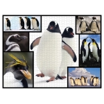 Pinguine - Wilde Geschichten - WWF