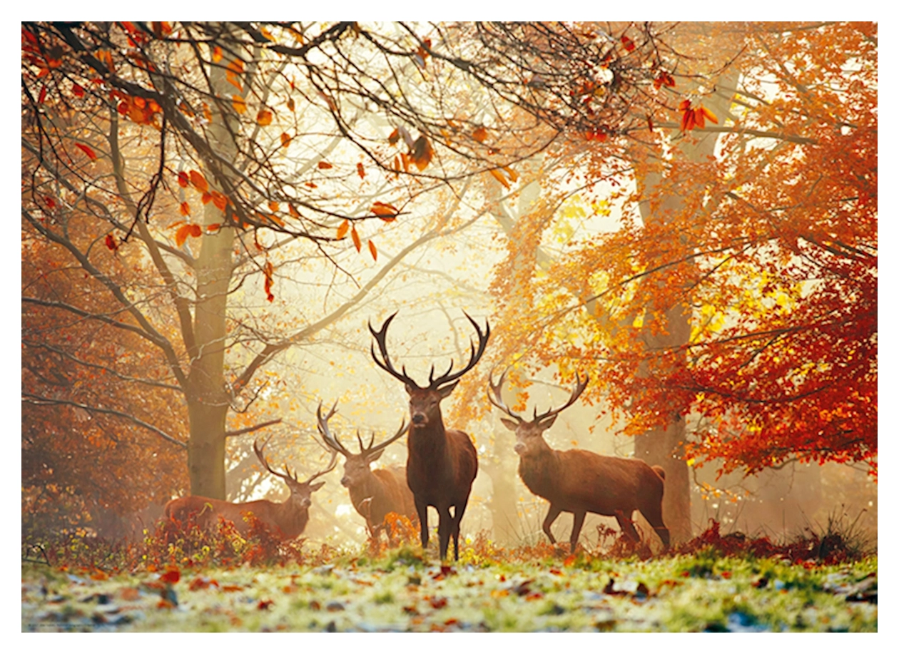 Stags - Richmond Park United Kingdom