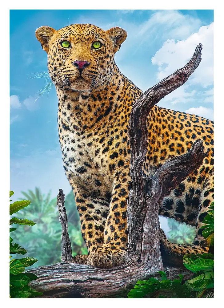 Leopard