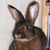 Avatar von rejeanne